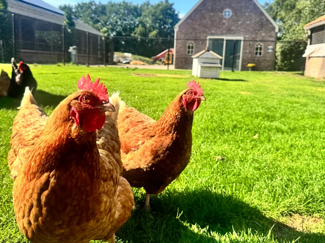 Bruine kippen op het gras voor de Hoeve.