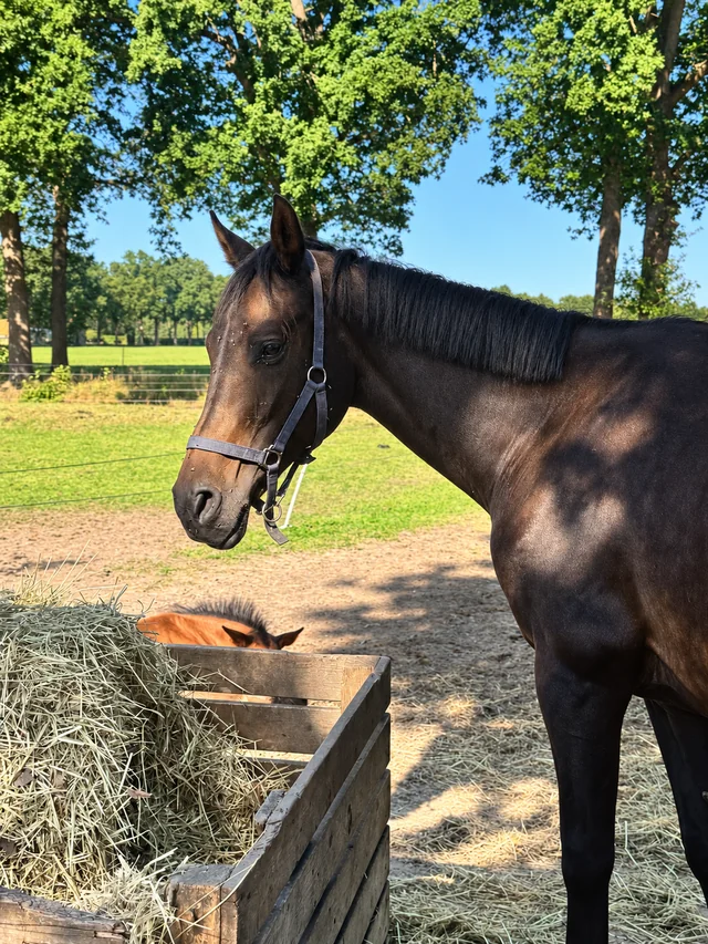 Een paard bij een houten bak met hooi op het erf.