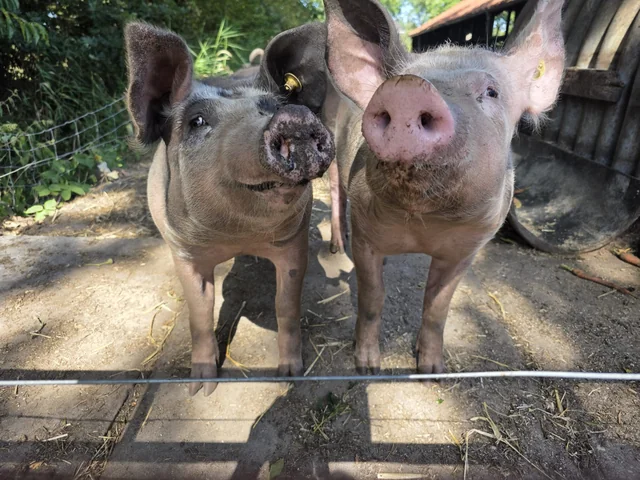 Twee varkens achter een hek op het erf.