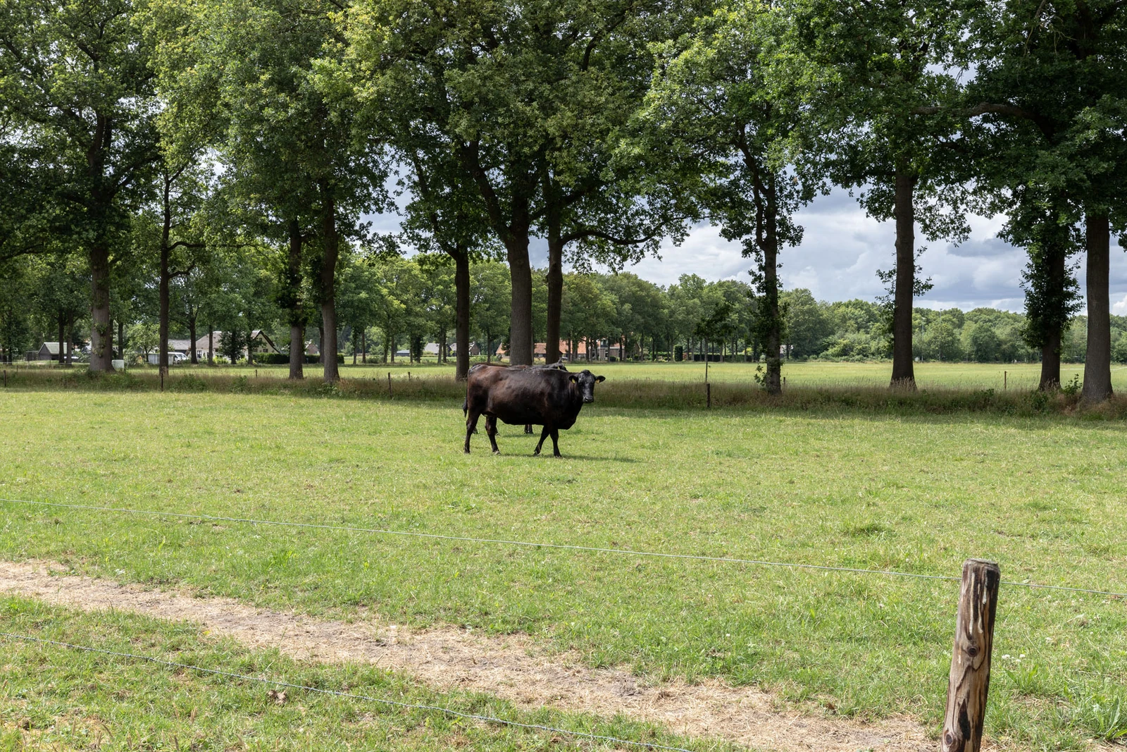 Een koe in de groene weide tussen de bomen